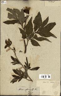 spécimen de Paeonia officinalis