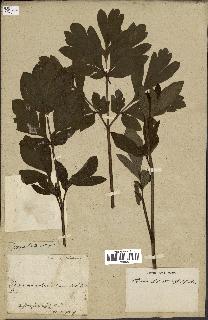 spécimen de Paeonia lobata