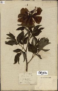 spécimen de Paeonia arietina