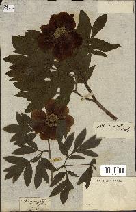 spécimen de Paeonia mollis