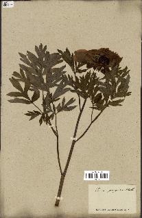 spécimen de Paeonia peregrina