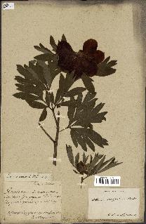 spécimen de Paeonia peregrina