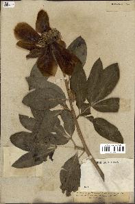 spécimen de Paeonia broteri