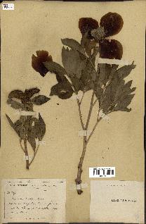 spécimen de Paeonia broteri