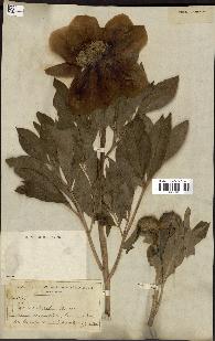 spécimen de Paeonia broteri