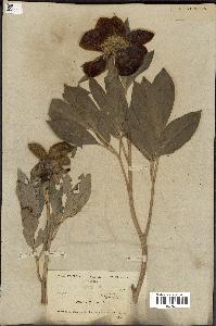 spécimen de Paeonia broteri