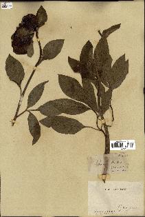 spécimen de Paeonia broteri