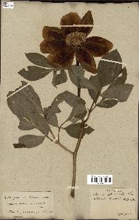 spécimen de Paeonia broteri