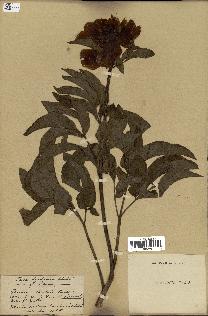 spécimen de Paeonia broteri