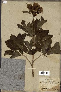 spécimen de Paeonia broteri