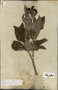 spécimen de Paeonia coriacea