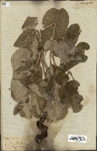 spécimen de Paeonia coriacea