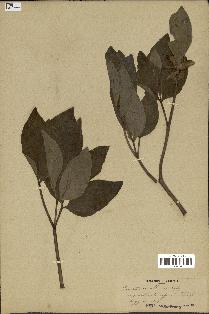 spécimen de Paeonia mascula