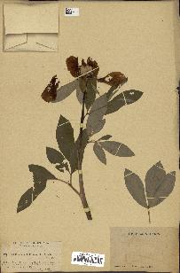 spécimen de Paeonia mascula