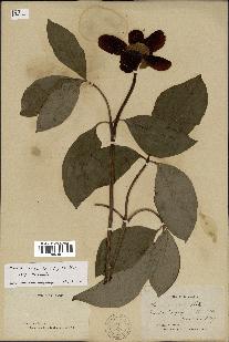 spécimen de Paeonia mascula