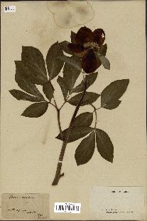 spécimen de Paeonia mascula