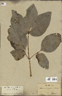 spécimen de Paeonia coriacea