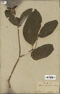 spécimen de Paeonia coriacea