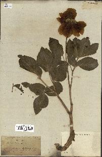 spécimen de Paeonia coriacea