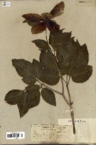 spécimen de Paeonia coriacea