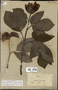 spécimen de Paeonia mascula