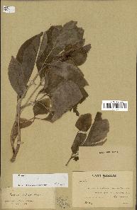 spécimen de Paeonia coriacea