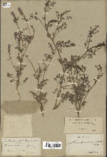 spécimen de Fumaria densiflora