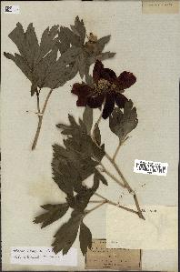 spécimen de Paeonia peregrina