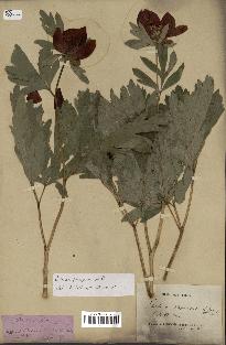 spécimen de Paeonia peregrina