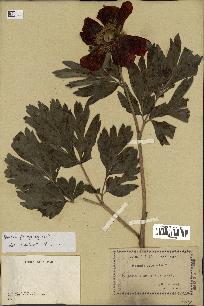 spécimen de Paeonia peregrina