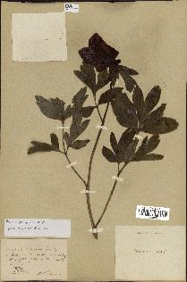 spécimen de Paeonia peregrina