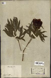 spécimen de Paeonia officinalis