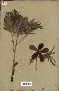 spécimen de Paeonia officinalis