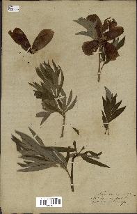 spécimen de Paeonia officinalis