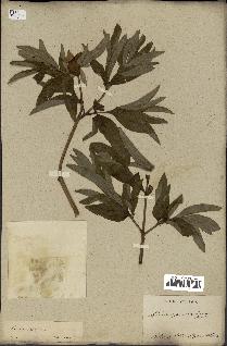 spécimen de Paeonia officinalis