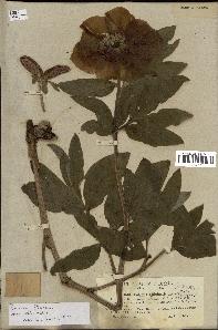 spécimen de Paeonia officinalis