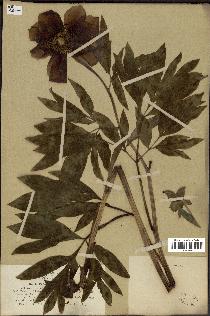 spécimen de Paeonia officinalis