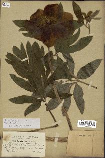 spécimen de Paeonia officinalis