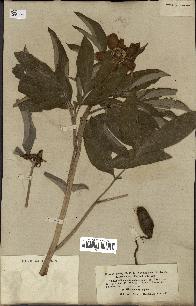 spécimen de Paeonia officinalis