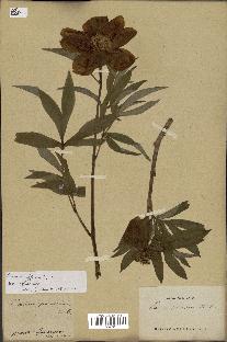 spécimen de Paeonia officinalis