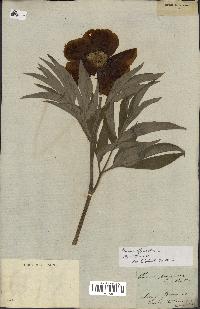 spécimen de Paeonia officinalis