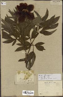 spécimen de Paeonia officinalis