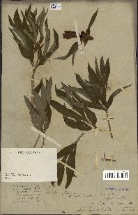 spécimen de Paeonia officinalis