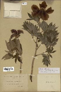 spécimen de Paeonia officinalis