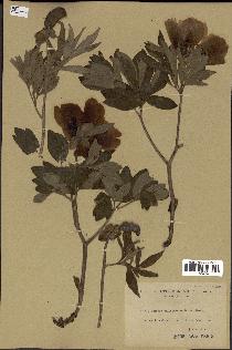 spécimen de Paeonia officinalis