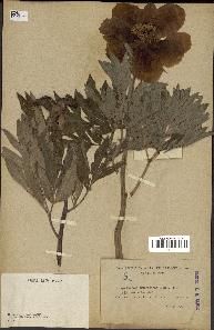 spécimen de Paeonia officinalis