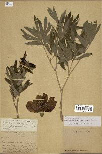 spécimen de Paeonia officinalis