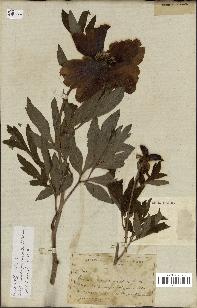 spécimen de Paeonia officinalis