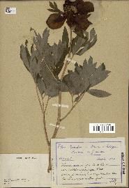 spécimen de Paeonia officinalis