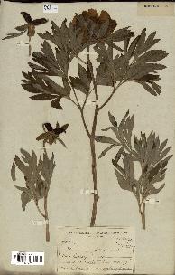 spécimen de Paeonia officinalis